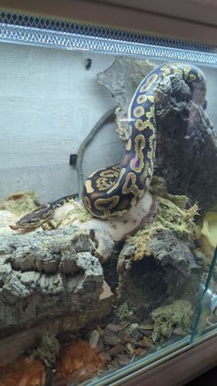 This is Monty my Royal Python 