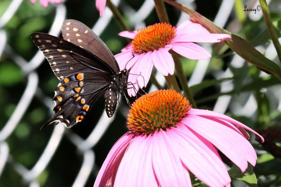 Black Swallowtail