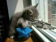 kitty sniper