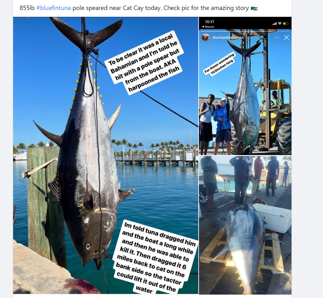 Bluefin Lures - Page 2 - The Hull Truth - Boating and Fishing Forum