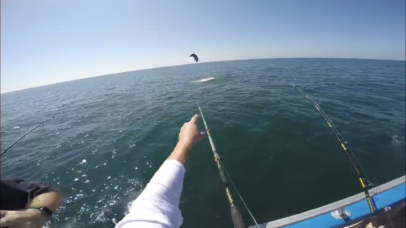 Why don't porpoises (bottlenose) bite fishing baits ...