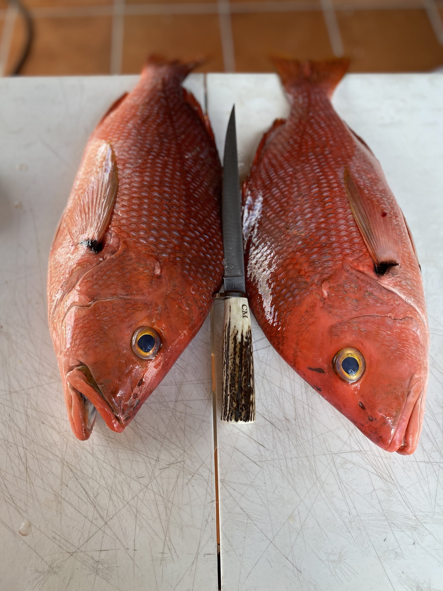 Blackfin Snapper, ever caught one? - The Hull Truth - Boating and Fishing  Forum