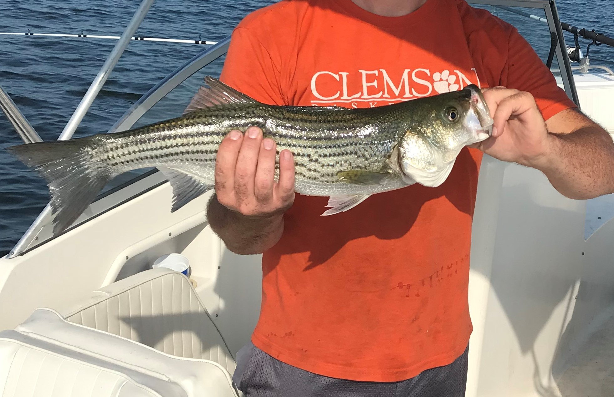 Striped Bass, Circle Hooks, Gut Hooking - The Hull Truth - Boating and  Fishing Forum