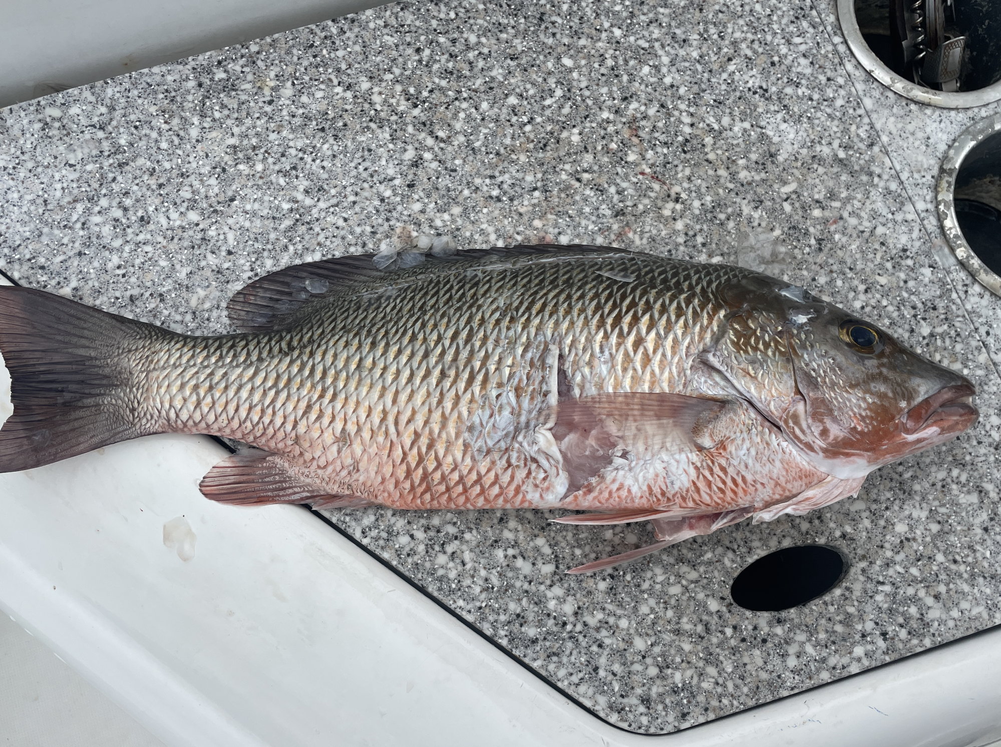 Fish ID - Florida Fishing - SurfTalk