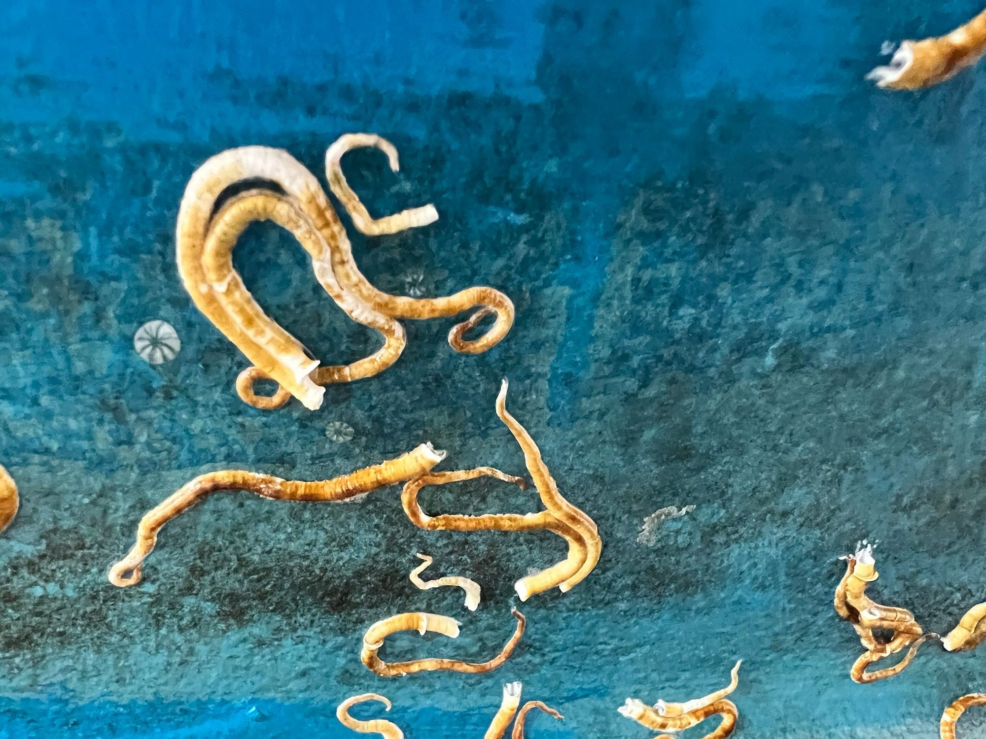 Identification of white “worms” on hull The Hull Truth Boating and