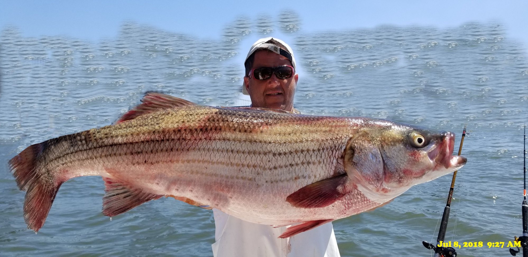 Striped Bass - The Hull Truth - Boating and Fishing Forum