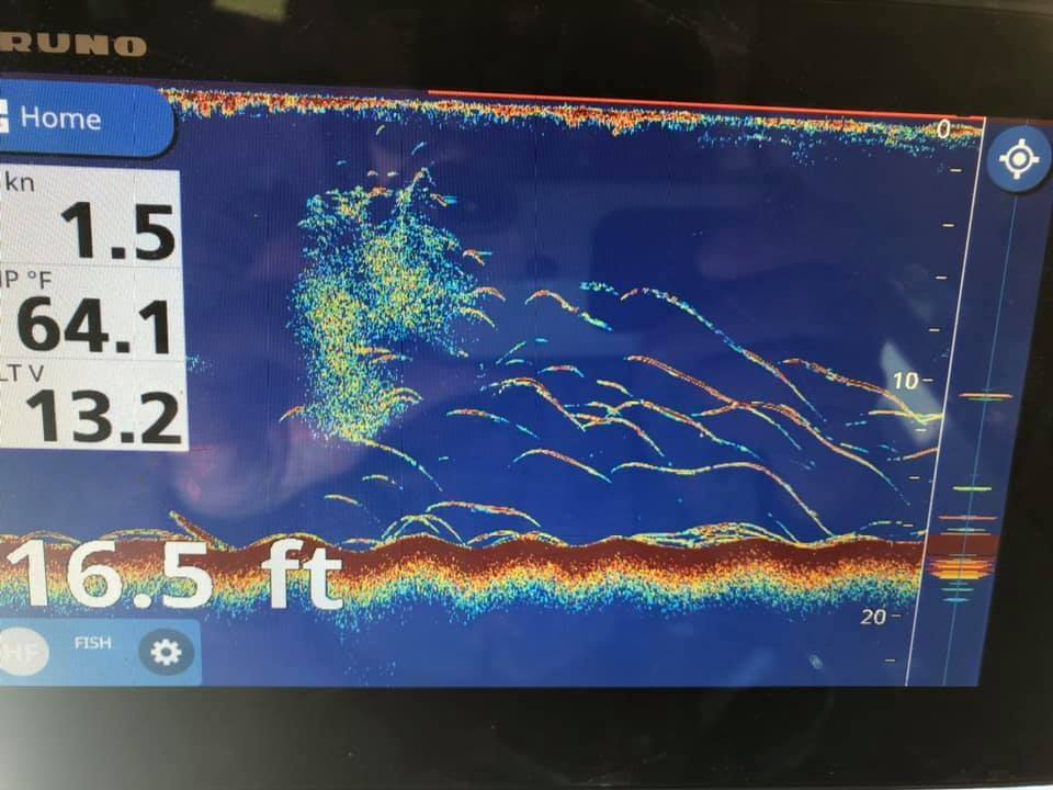 Chirp VS Non Chirp. The Hull Truth Boating and Fishing Forum