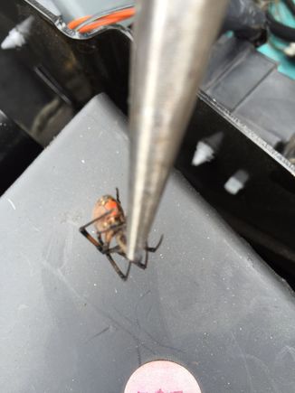 This spyder was pretty big!