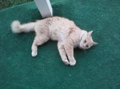 My cat Tripod