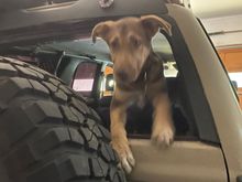 And Luke seems to like the back of the truck.
Our Husky is also there but she headed to the front seat expecting a ride