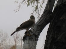 Coopers hawk , on the hunt, front yard