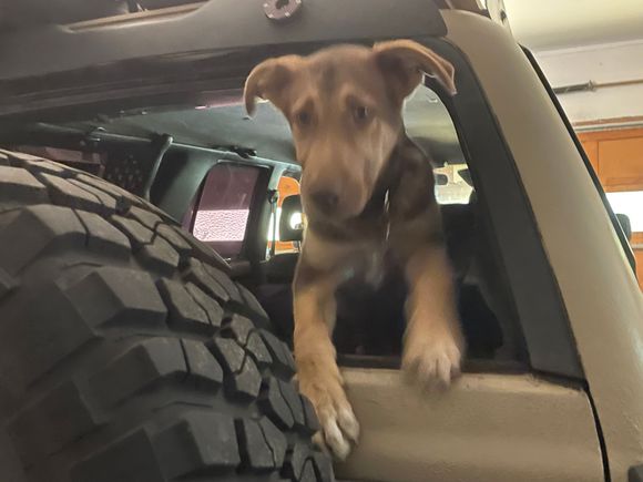 And Luke seems to like the back of the truck.
Our Husky is also there but she headed to the front seat expecting a ride