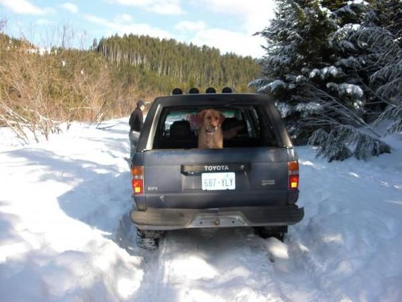 There's my pup, surveying the situation.