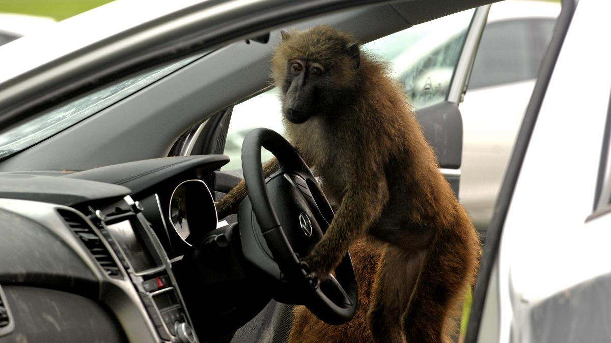 Hyundai durability testers monkey around