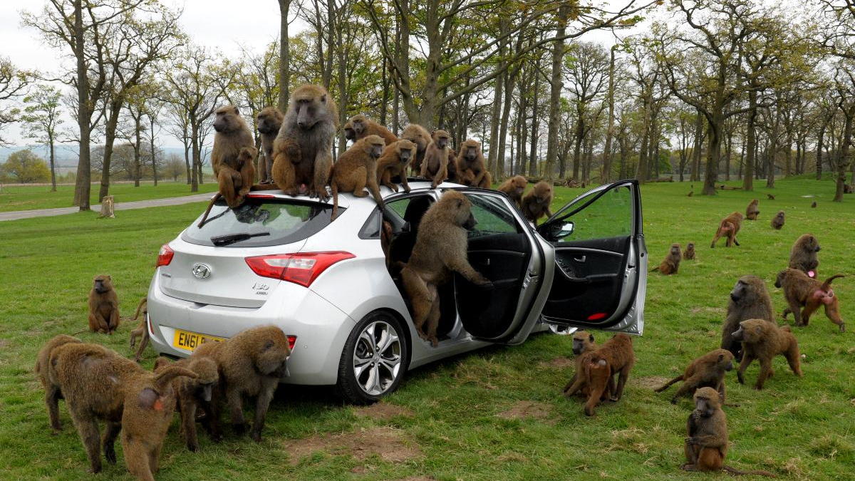 Hyundai durability testers monkey around