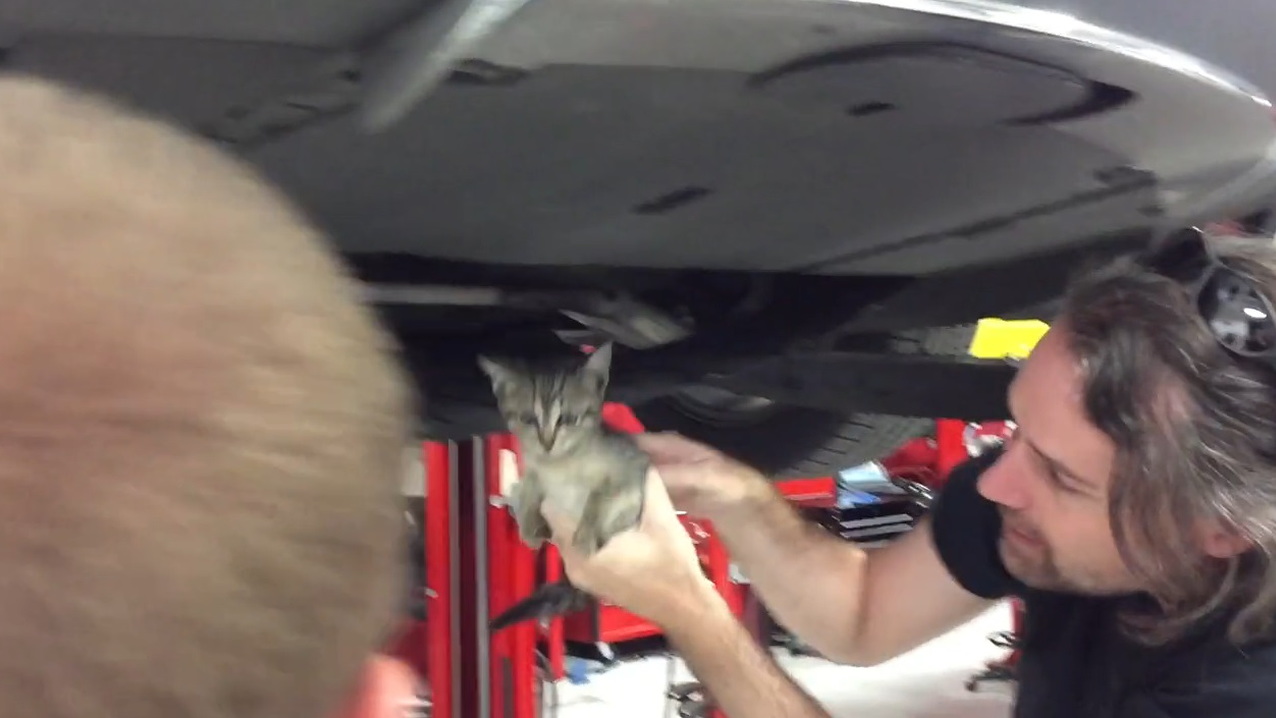 Rescuing a feral kitten from the motor compartment of a Tesla Model S electric car  [John Griswell]
