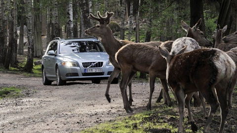 Volvo animal avoidance system