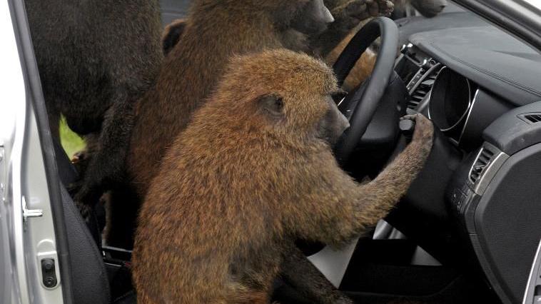 Hyundai durability testers monkey around